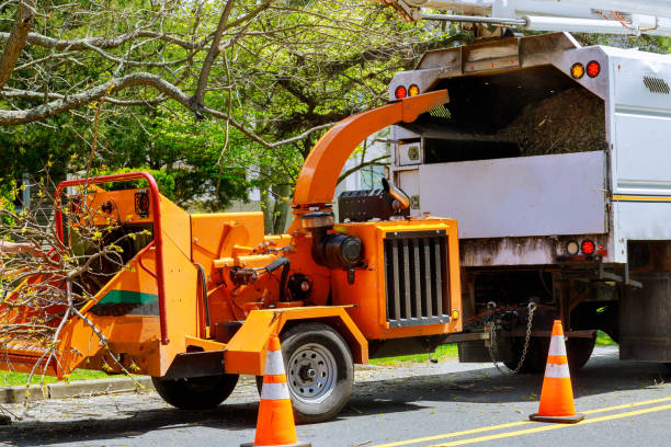 Residential Tree Removal in La Mirada, CA